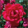 Red Knock Out Rose Bush - 3 Live Unrooted 6" Cuttings for Outdoor Planting - Image 1