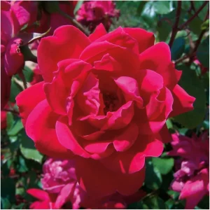 Red Knock Out Rose Bush - 3 Live Unrooted 6