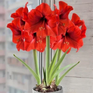 Red Lion Amaryllis Bulb - 1 Live Flower Bulb, Large Bloom for Holiday Gift - Image 2