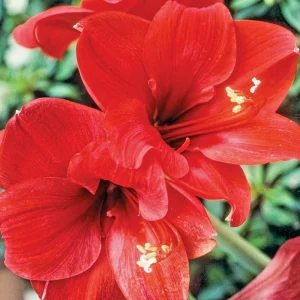 Red Lion Amaryllis Bulb - 1 Live Flower Bulb, Large Bloom for Holiday Gift - Image 1