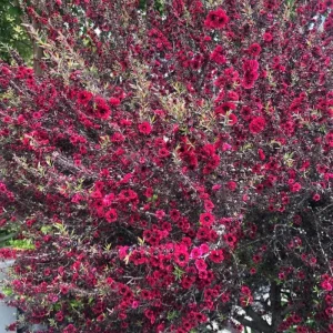 Red Manuka Tea Plant 4-7 Inches - Fragrant Live Herb for Garden/Indoor - Image 2