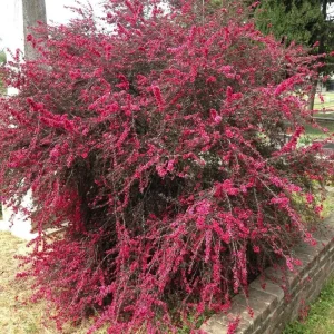Red Manuka Tea Plant 4-7 Inches - Fragrant Live Herb for Garden/Indoor - Image 3