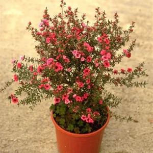 Red Manuka Tea Plant 4-7 Inches - Fragrant Live Herb for Garden/Indoor - Image 4