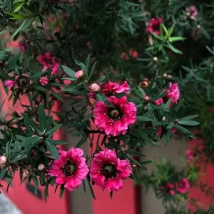 Red Manuka Tea Plant 4-7 Inches - Fragrant Live Herb for Garden/Indoor - Image 5