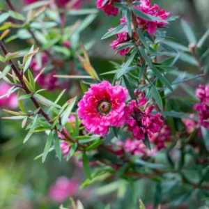 Red Manuka Tea Plant 4-7 Inches - Fragrant Live Herb for Garden/Indoor - Image 6