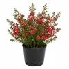 Red Manuka Tea Plant 4-7 Inches - Fragrant Live Herb for Garden/Indoor - Image 1