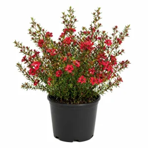 Red Manuka Tea Plant 4-7 Inches - Fragrant Live Herb for Garden/Indoor - Image 1