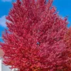 Red Maple Live Tree – 12-16" Tall – Quart Pot – Hardy Shade Tree - Image 1