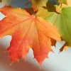 Red Maple Tree – Live Plant – Native Shade Tree – Brilliant Fall Color - Image 1