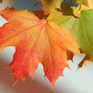 Red Maple Tree – Live Plant – Native Shade Tree – Brilliant Fall Color - Image 1
