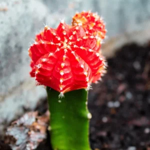 Red Moon Cactus Succulent Live Plant - Gymnocalycium Mihanovichii in 3 Inch Pot - Image 3