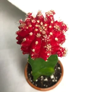 Red Moon Cactus Succulent Live Plant - Gymnocalycium Mihanovichii in 3 Inch Pot - Image 4