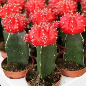 Red Moon Cactus Succulent Live Plant - Gymnocalycium Mihanovichii in 3 Inch Pot - Image 5