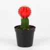 Red Moon Cactus Succulent Live Plant - Gymnocalycium Mihanovichii in 3 Inch Pot - Image 1