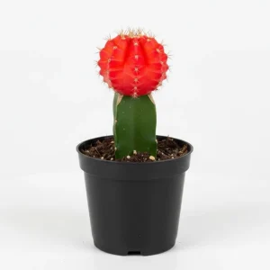 Red Moon Cactus Succulent Live Plant - Gymnocalycium Mihanovichii in 3 Inch Pot - Image 1