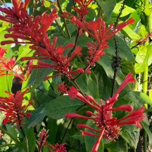 Red Odontonema Cuspidatum Firespike Cardinal’s Guard Live Plant – Pollinator - Image 1
