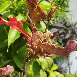 Red Odontonema Cuspidatum Firespike Cardinal’s Guard Live Plant – Pollinator - Image 2
