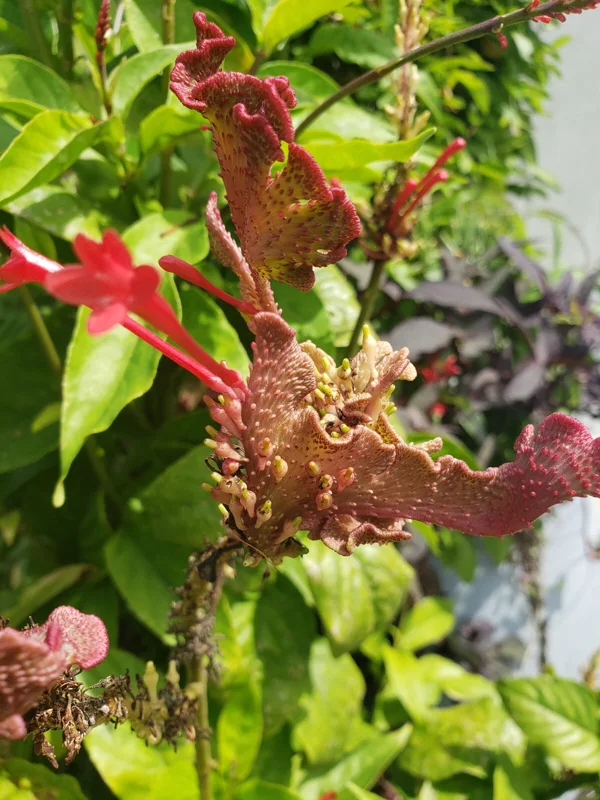 Red Odontonema Cuspidatum Firespike Cardinal’s Guard Live Plant – Pollinator - Image 2