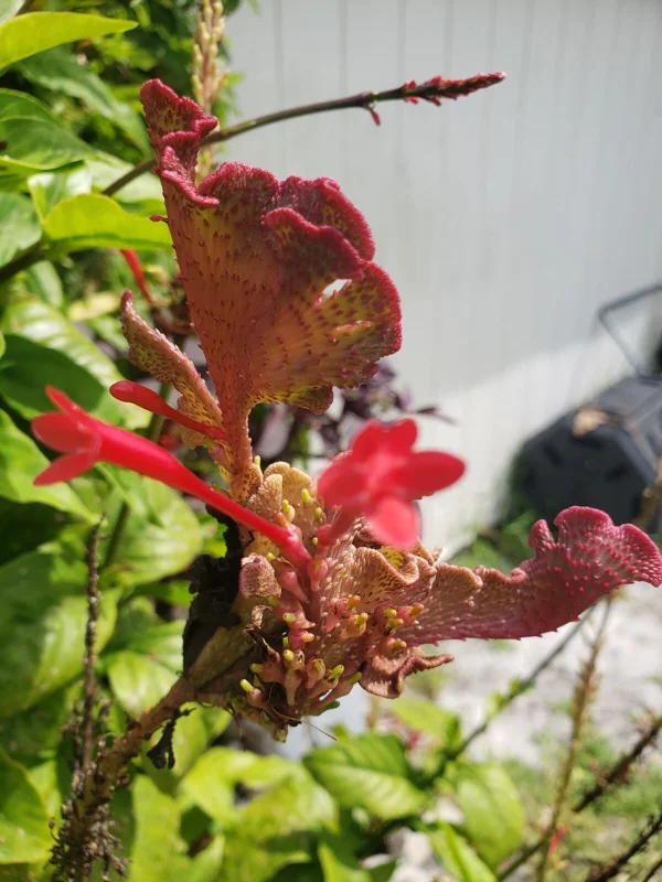 Red Odontonema Cuspidatum Firespike Cardinal’s Guard Live Plant – Pollinator - Image 3