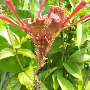Red Odontonema Cuspidatum Firespike Cardinal’s Guard Live Plant – Pollinator - Image 4