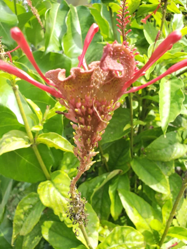 Red Odontonema Cuspidatum Firespike Cardinal’s Guard Live Plant – Pollinator - Image 4