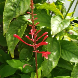 Red Odontonema Cuspidatum Firespike Cardinal’s Guard Live Plant – Pollinator - Image 5