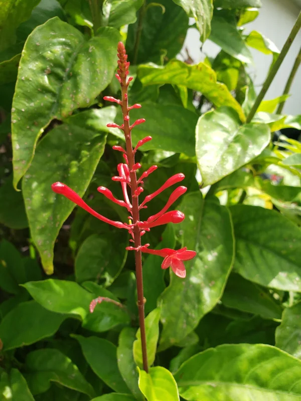 Red Odontonema Cuspidatum Firespike Cardinal’s Guard Live Plant – Pollinator - Image 5