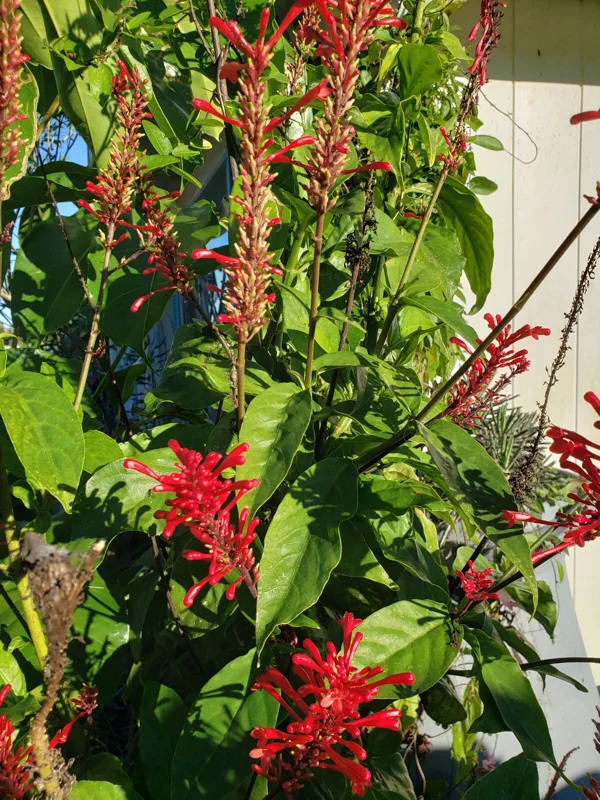 Red Odontonema Cuspidatum Firespike Cardinal’s Guard Live Plant – Pollinator - Image 6