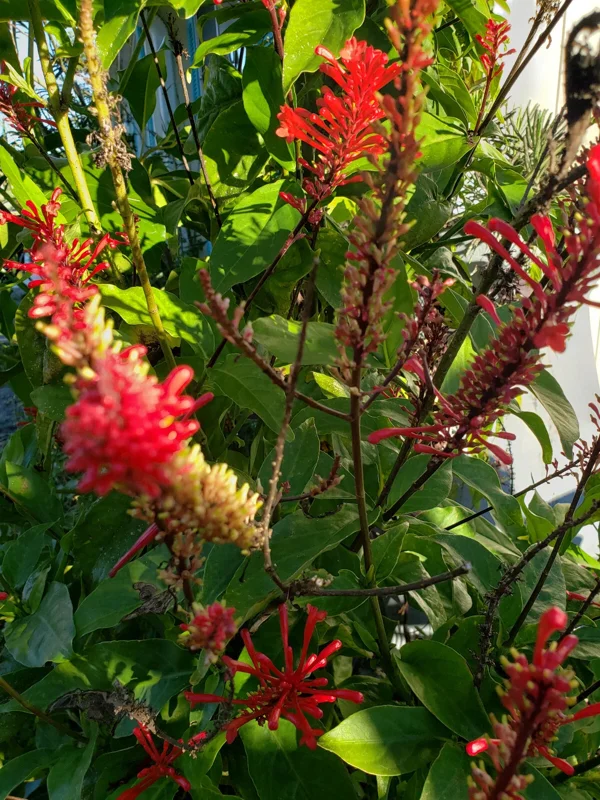 Red Odontonema Cuspidatum Firespike Cardinal’s Guard Live Plant – Pollinator - Image 7
