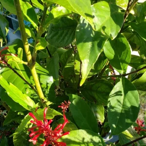 Red Odontonema Cuspidatum Firespike Cardinal’s Guard Live Plant – Pollinator - Image 8
