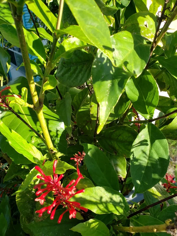 Red Odontonema Cuspidatum Firespike Cardinal’s Guard Live Plant – Pollinator - Image 8