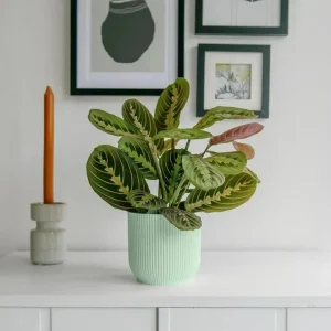 Red Prayer Plant (Maranta) Live Houseplant – 6 inch Potted Indoor Plant - Image 2