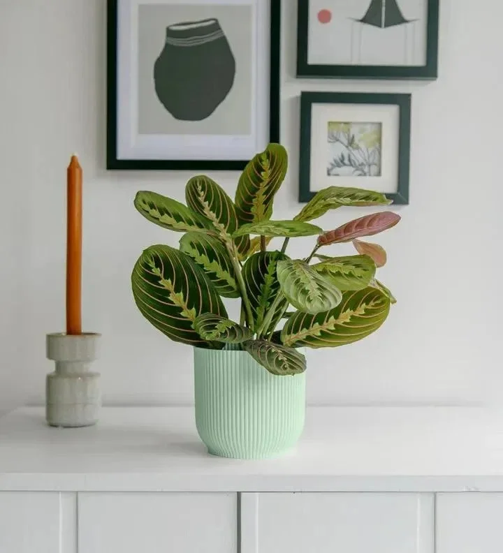 Red Prayer Plant (Maranta) Live Houseplant – 6 inch Potted Indoor Plant - Image 2