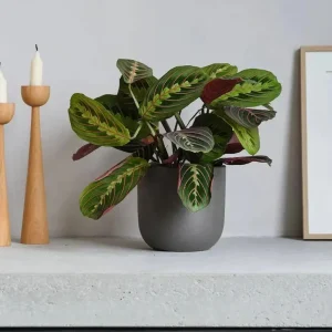 Red Prayer Plant (Maranta) Live Houseplant – 6 inch Potted Indoor Plant - Image 3