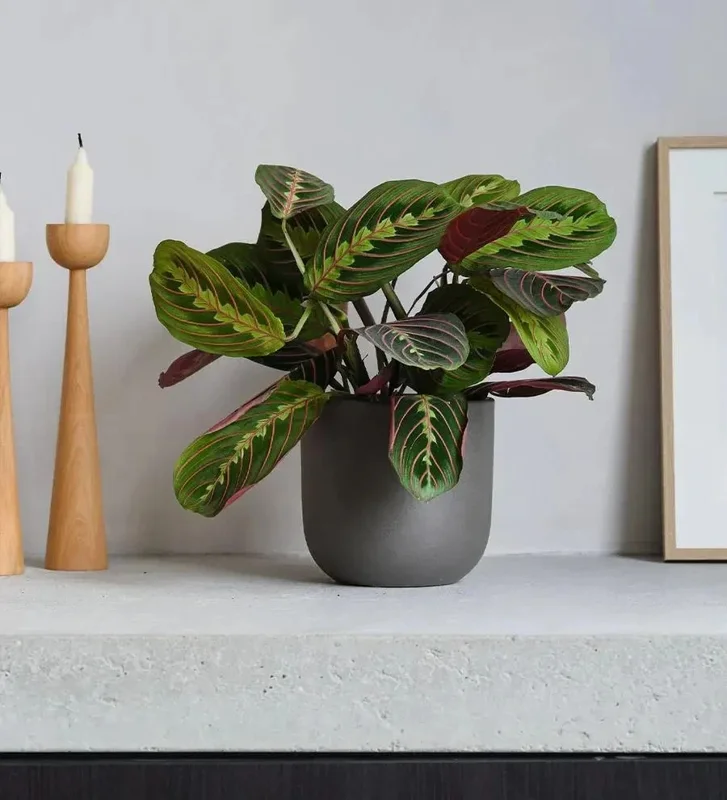 Red Prayer Plant (Maranta) Live Houseplant – 6 inch Potted Indoor Plant - Image 3