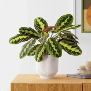 Red Prayer Plant (Maranta) Live Houseplant – 6 inch Potted Indoor Plant - Image 1
