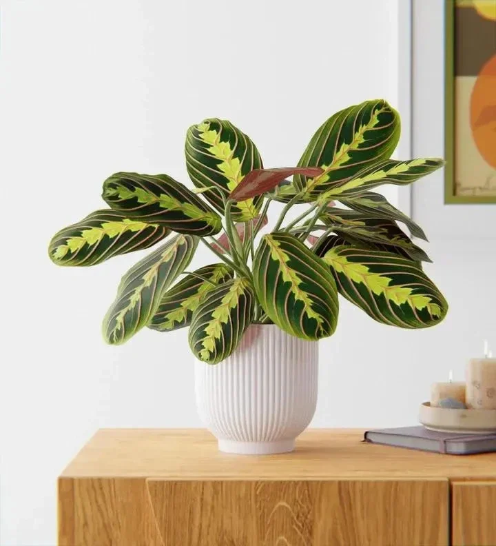 Red Prayer Plant (Maranta) Live Houseplant – 6 inch Potted Indoor Plant - Image 1