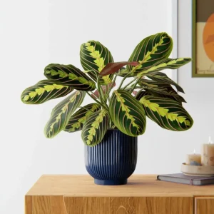 Red Prayer Plant (Maranta) Live Houseplant – 6 inch Potted Indoor Plant - Image 4