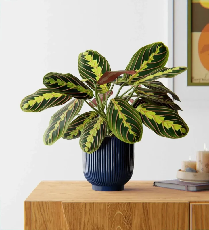 Red Prayer Plant (Maranta) Live Houseplant – 6 inch Potted Indoor Plant - Image 4