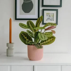 Red Prayer Plant (Maranta) Live Houseplant – 6 inch Potted Indoor Plant - Image 5