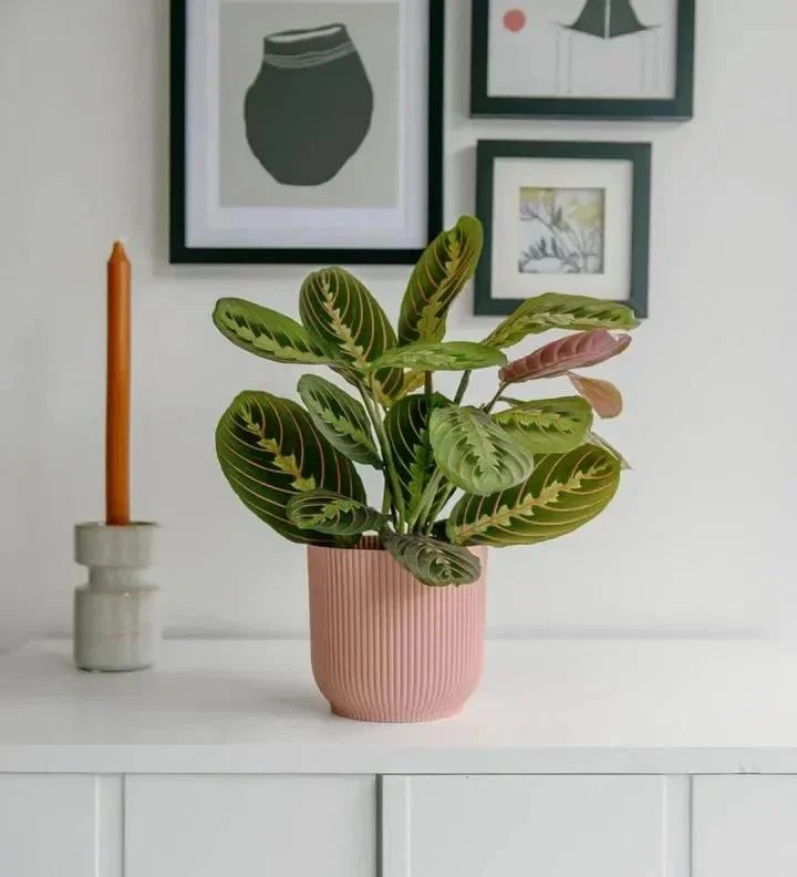 Red Prayer Plant (Maranta) Live Houseplant – 6 inch Potted Indoor Plant - Image 5