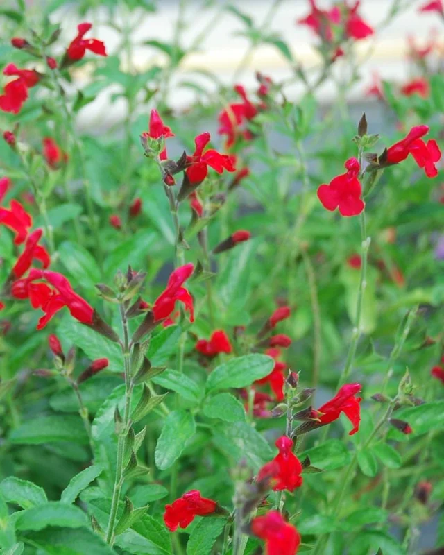 Red Salvia Greggi Live Plant 1 Gallon – Autumn Sage - Image 2