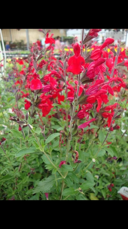 Red Salvia Greggi Live Plant 1 Gallon – Autumn Sage - Image 1