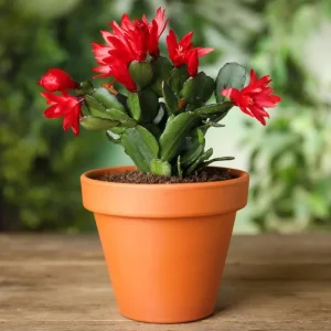 Red Thanksgiving Cactus Live Plant – Zygocactus Succulent in 4 Inch Pot – Holiday Flowering Plant - Image 2