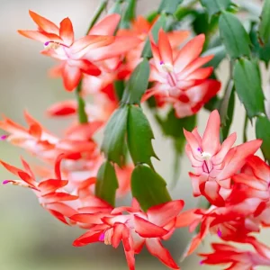 Red Thanksgiving Cactus Live Plant – Zygocactus Succulent in 4 Inch Pot – Holiday Flowering Plant - Image 3