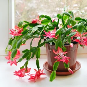 Red Thanksgiving Cactus Live Plant – Zygocactus Succulent in 4 Inch Pot – Holiday Flowering Plant - Image 4