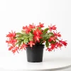 Red Thanksgiving Cactus Live Plant – Zygocactus Succulent in 4 Inch Pot – Holiday Flowering Plant - Image 1