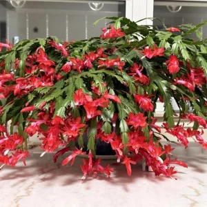 Red Thanksgiving Cactus Live Plant – Zygocactus Succulent in 4 Inch Pot – Holiday Flowering Plant - Image 5