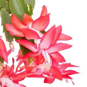 Red Thanksgiving Cactus Live Plant – Zygocactus Succulent in 4 Inch Pot – Holiday Flowering Plant - Image 6