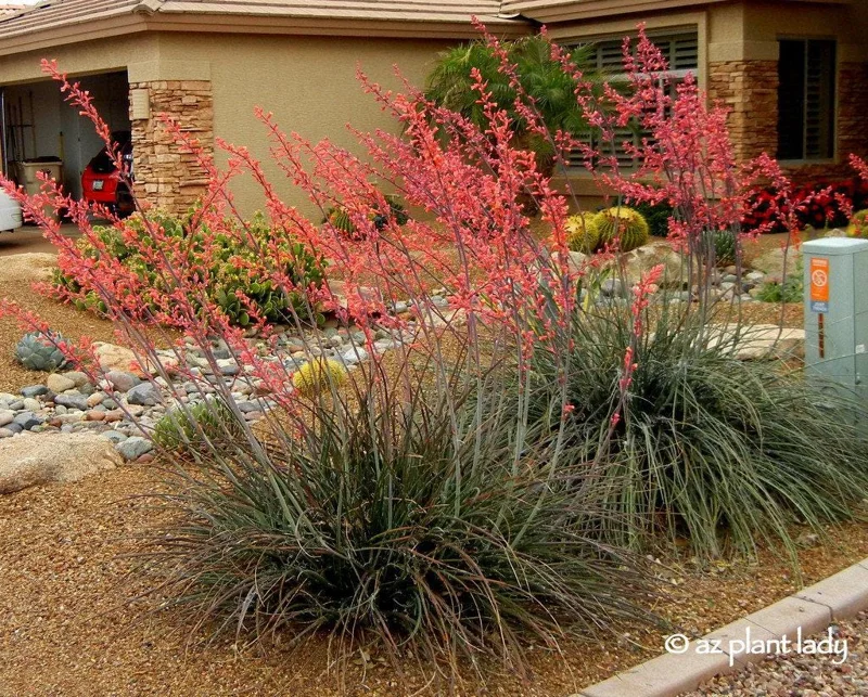 Red Yucca Live Plant - 1 Gallon Pot - Drought-Tolerant Outdoor Plant - Image 2